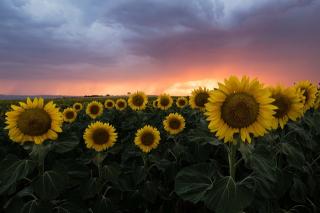 Обои № 558183 sunflower