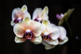 Обои № 581455 orchid