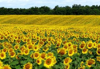 Обои № 581514 sunflowers