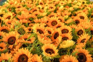 Обои № 588210 sunflower