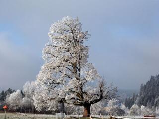 Обои № 590472 nature