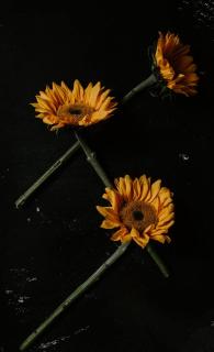 Обои № 595103 sunflowers