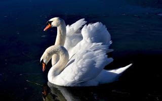 Обои № 596412 swans