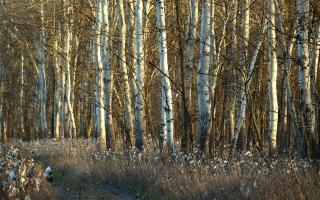 Обои № 597956 nature