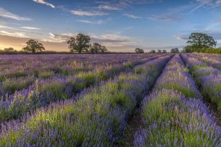 Обои № 609531 lavender