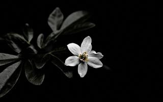 Обои № 617604 black