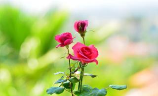 Обои № 618785 flowers