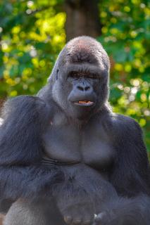 Обои № 621099 gorilla