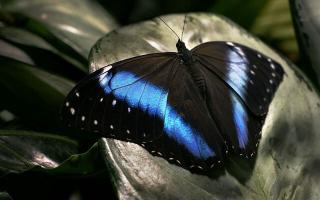 Обои № 630280 macro