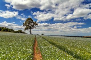 Обои № 630606 field