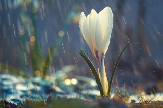 Обои № 630667 rain