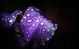 Обои № 630811 dark