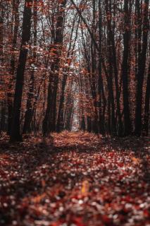 Обои № 631076 nature