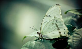 Обои № 631152 macro