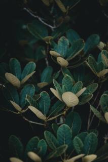 Обои № 631671 plant