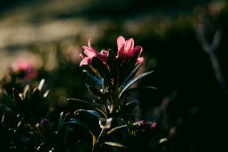 Обои № 631675 bush