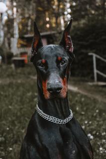 Обои № 632597 doberman