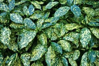 Обои № 632661 leaves