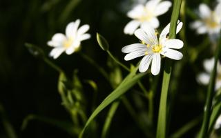 Обои № 632661 plants