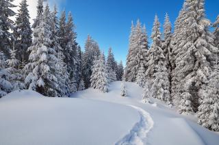 Обои № 632927 nature