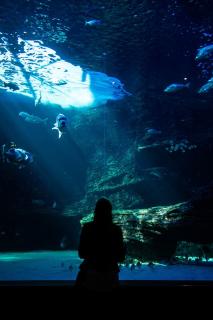 Обои № 633968 underwater
