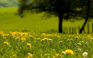 Обои № 634352 grass