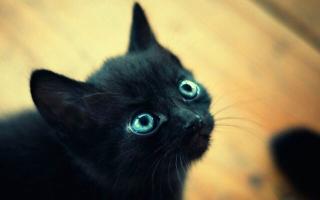Обои № 634978 black
