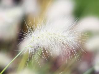 Обои № 635201 nature
