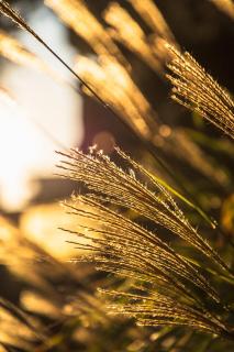Обои № 635750 nature