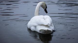 Обои № 636038 animal