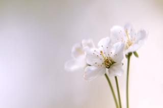 Обои № 636121 white