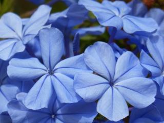 Обои № 636551 flowers
