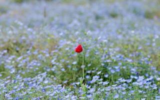 Обои № 636877 grass