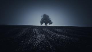 Обои № 637695 nature