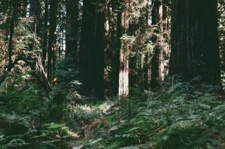 Обои № 638186 nature