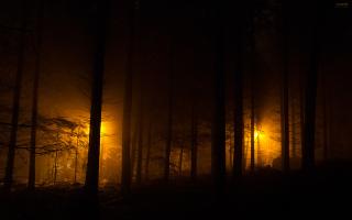 Обои № 638243 forest