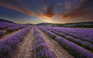 Обои № 639003 nature