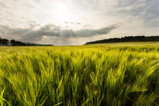 Обои № 639072 nature
