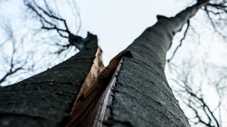Обои № 639442 earth