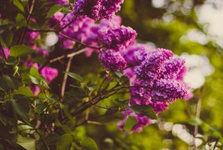 Обои № 640267 flowers