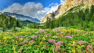 Обои № 640332 nature