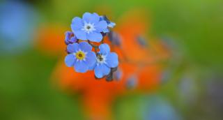 Обои № 640579 blur