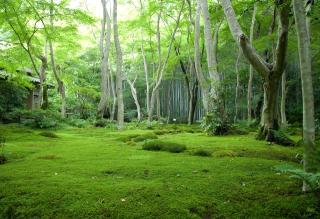 Обои № 640693 grass