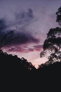 Обои № 640813 trees