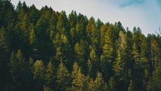 Обои № 641293 nature