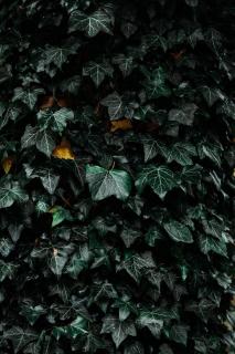 Обои № 641305 plant