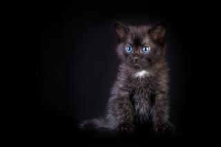 Обои № 643666 black