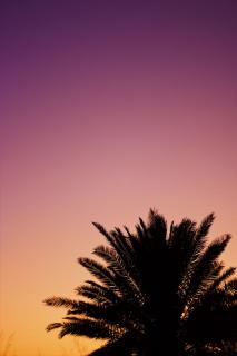 Обои № 644170 palm