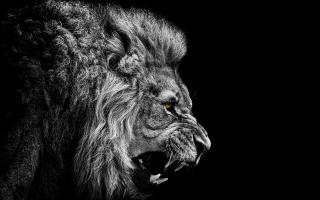 Обои № 644796 lions