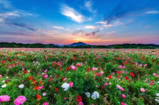 Обои № 644993 nature
